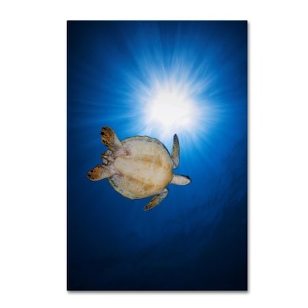 Barathieu Gabriel 'Green Turtle' Canvas Art,16x24